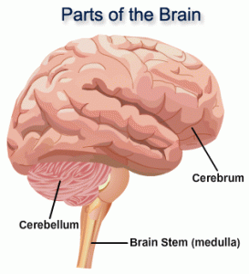 a brain with three of its parts labelled