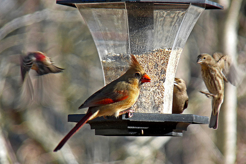 Female cardinal at feeder