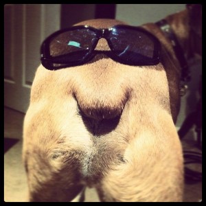 a dog's butt with sunglasses.