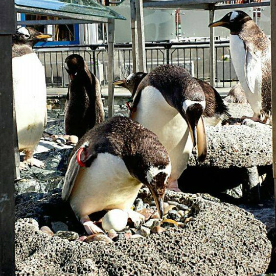 Same-sex penguin couple
