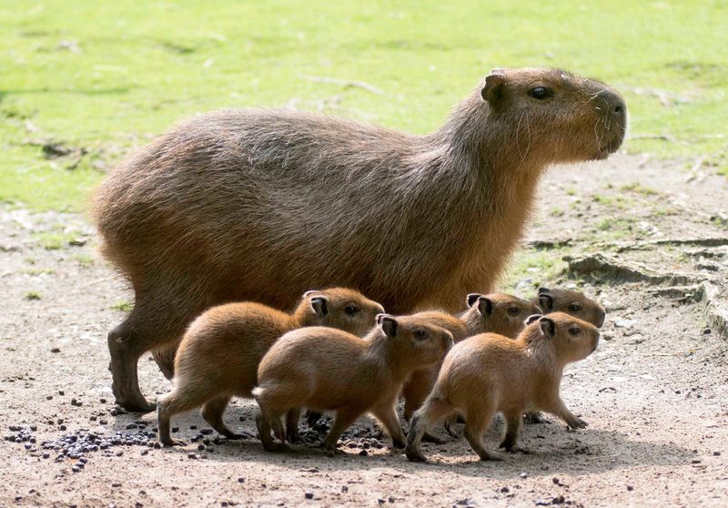 Baby capybaras