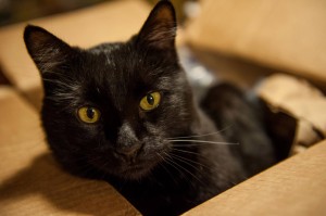 Black Cat in Box