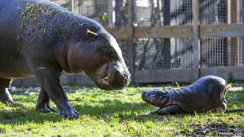 Pygmy hippo mom and baby