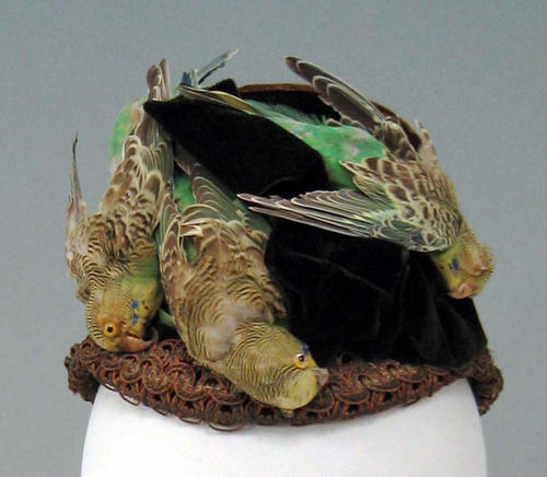 Hat decorated with birds