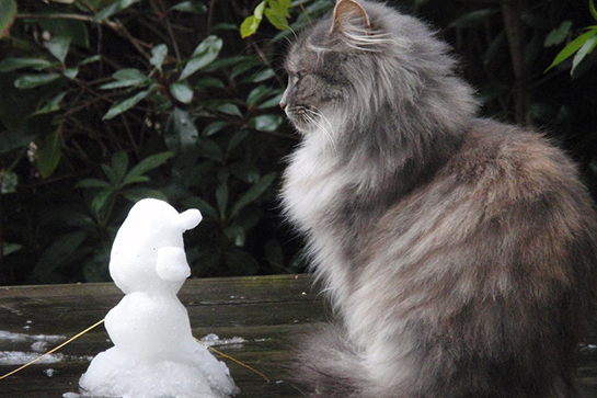 Cat with tiny snowman