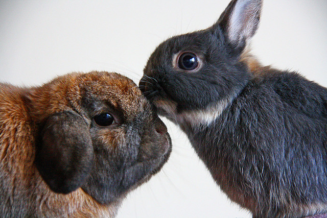 Bunny kiss