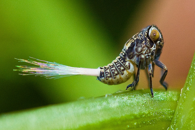 Planthopper nypmh with butt sculpture