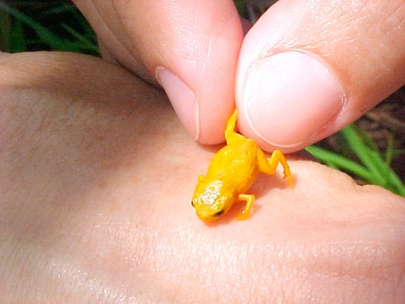 Tiny yellow frog