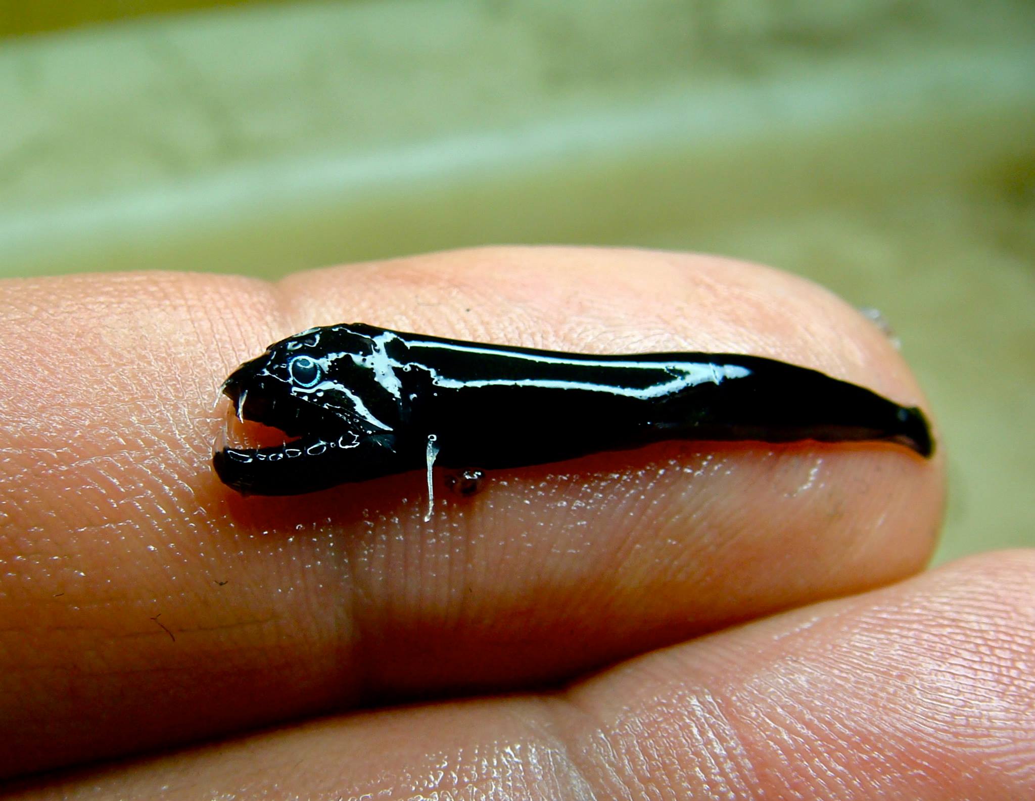 Black Dragonfish Larva