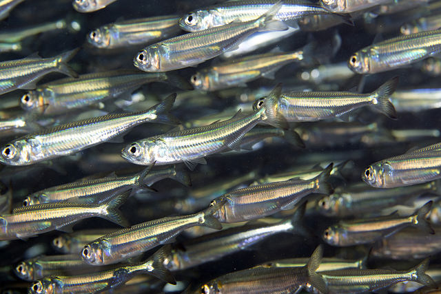 a school of silvery fish
