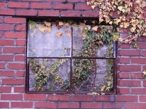 a window that is broken and has vines growing through it
