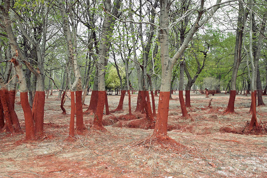 Toxic waste trees