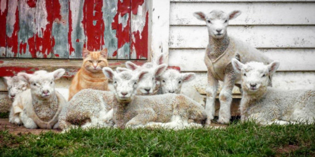 Steve the cat and his lambs
