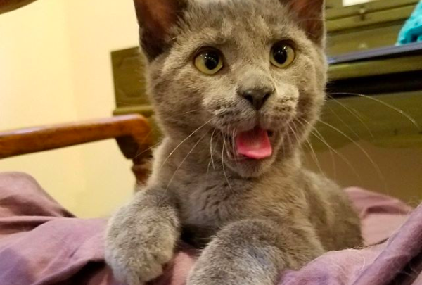 grey cat with tongue sticking out