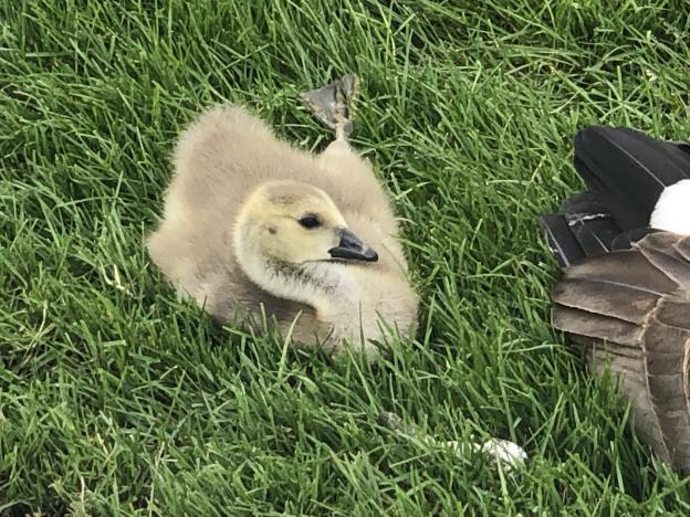 Fluffy baby goose
