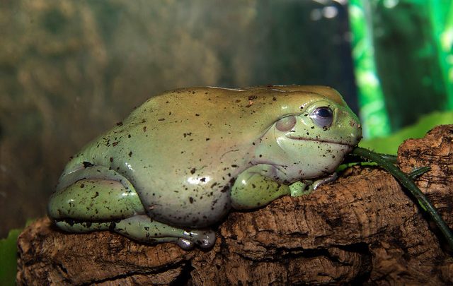 A very smug looking frog