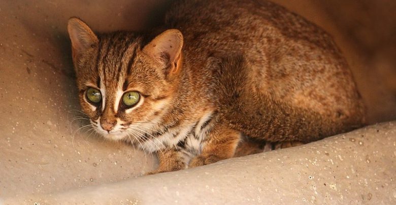 Picture of a rusty spotted cat