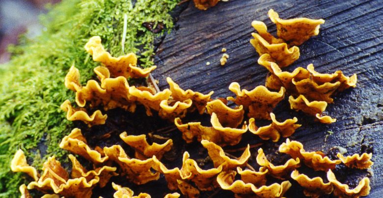 Mushrooms growing on mossy wood