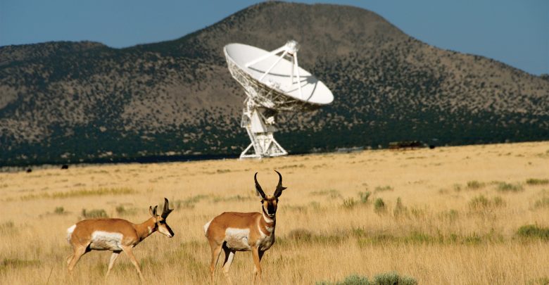 pronghorn antelope grazing near radio telescope