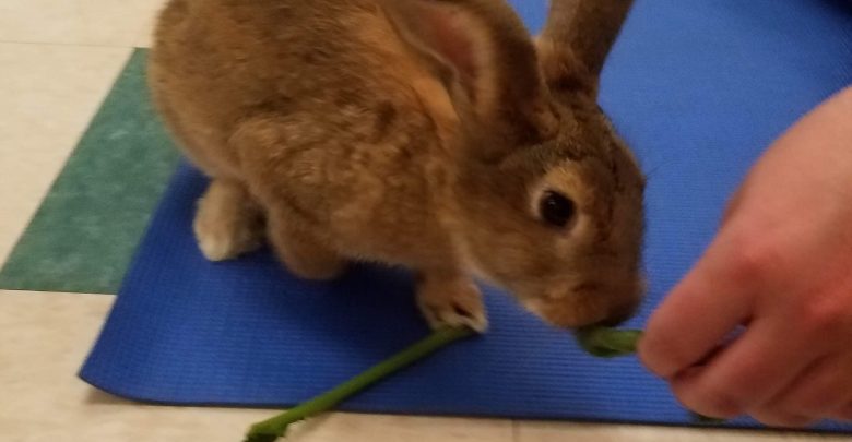 brown bunny being fed a leaf on a yoga mat