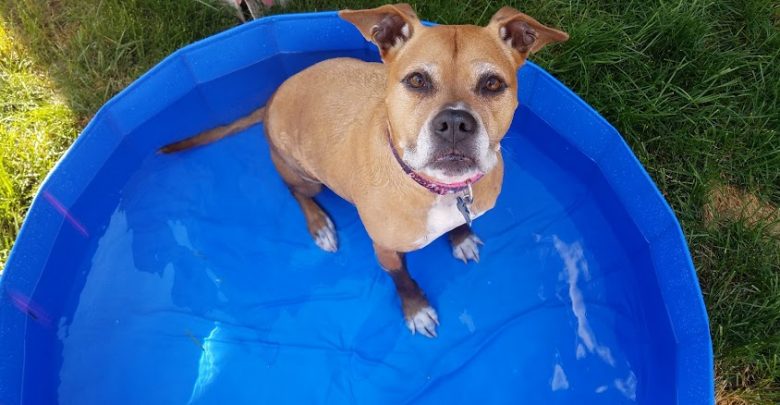 brown dog in a small pool