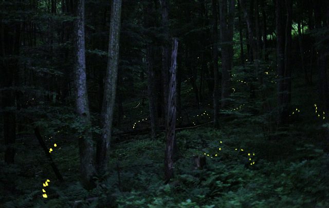 Fireflies at night, in the woods