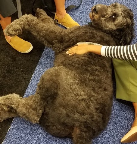 therapy dog being pet by a person