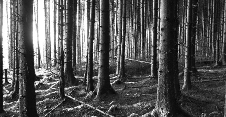 Black and white photo of woods