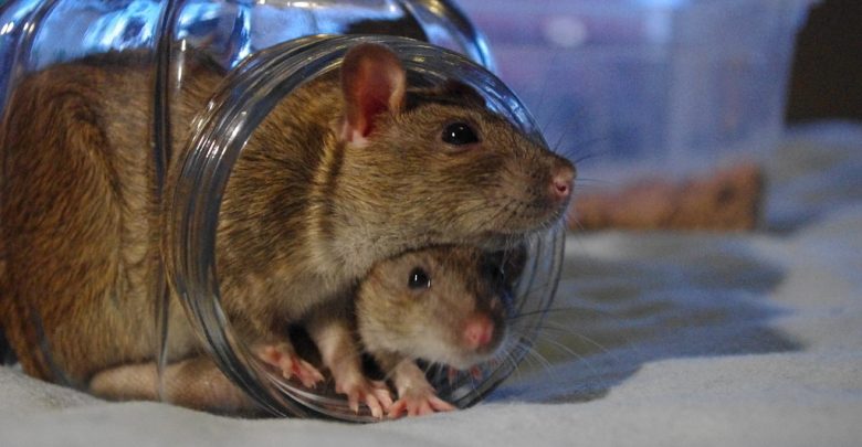 two rats in a clear jar