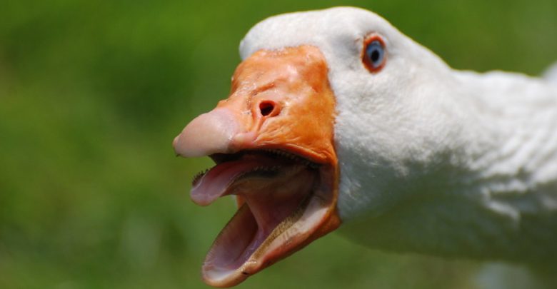 goose with beak open, looking angry