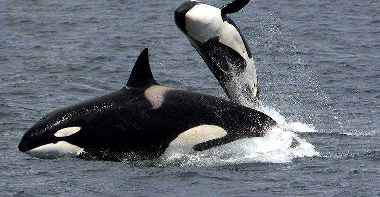killer whale mom and baby