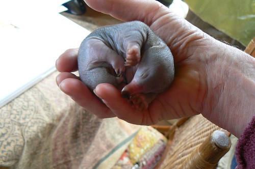 hairless baby echidna in someone's hand