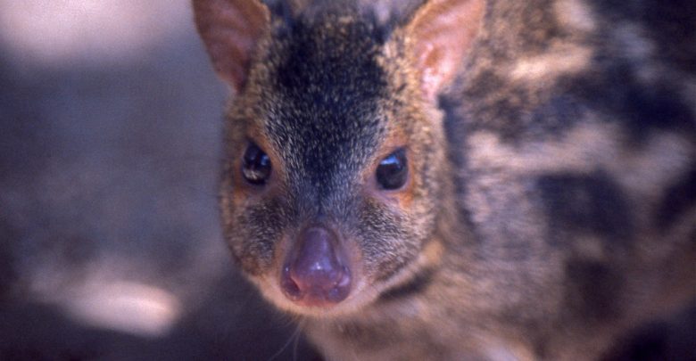 image of a mouse deer or chevrotain