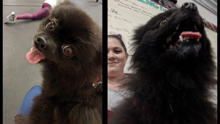two photos of little black dog
