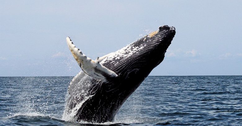 Humpback Whale, breaching