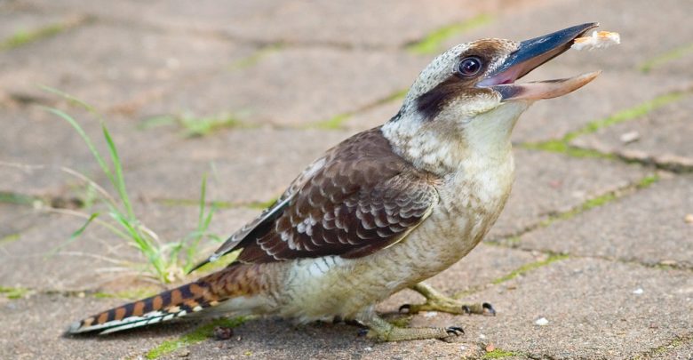 Kookaburra catching a piece of bread in its beak