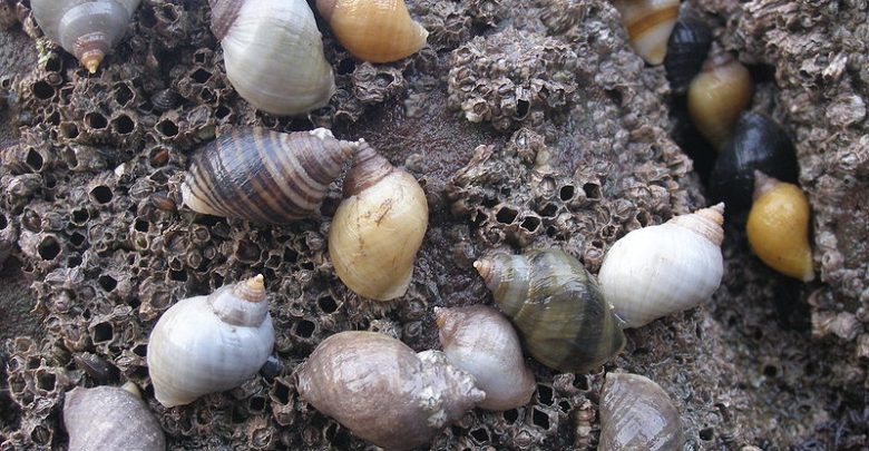 dog whelks, a species of snails, eating barnacles
