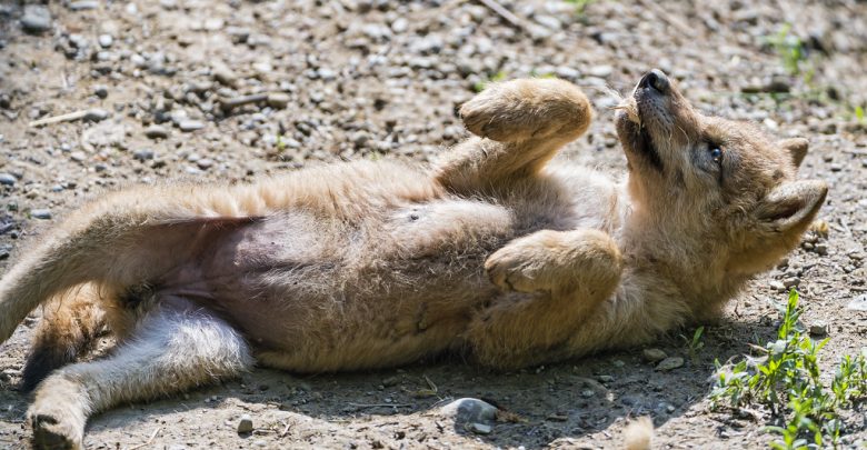 wolf pup lying on its back with front paws in the air