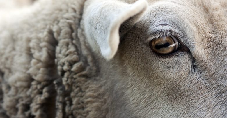 close up of a sheep eye with horizontal pupil