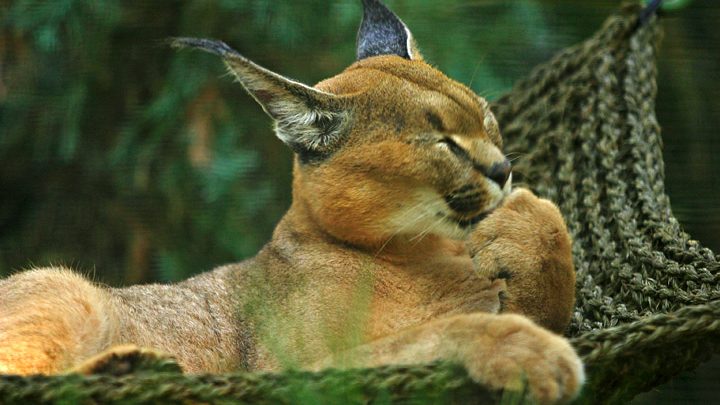 caracal, a long-earred wild cat, licking its paw