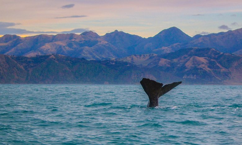 whale tail and water, with mountain background