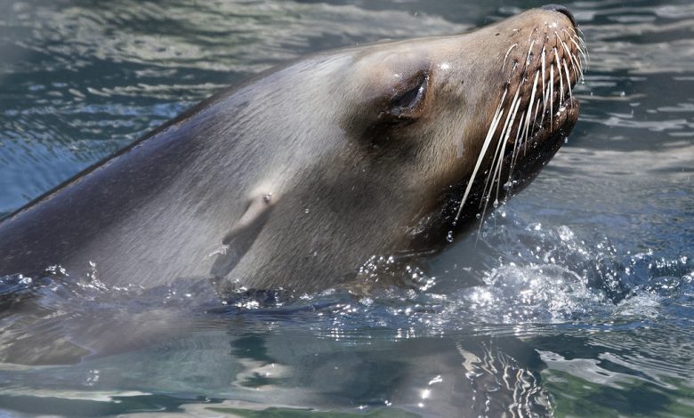 picture of a california sea lion's head above water