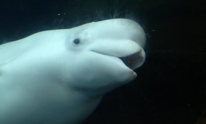 beluga whale swimming with it's mouth open