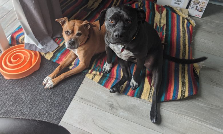 a brown dog and a black dog sitting on a cushion, looking up at the camera