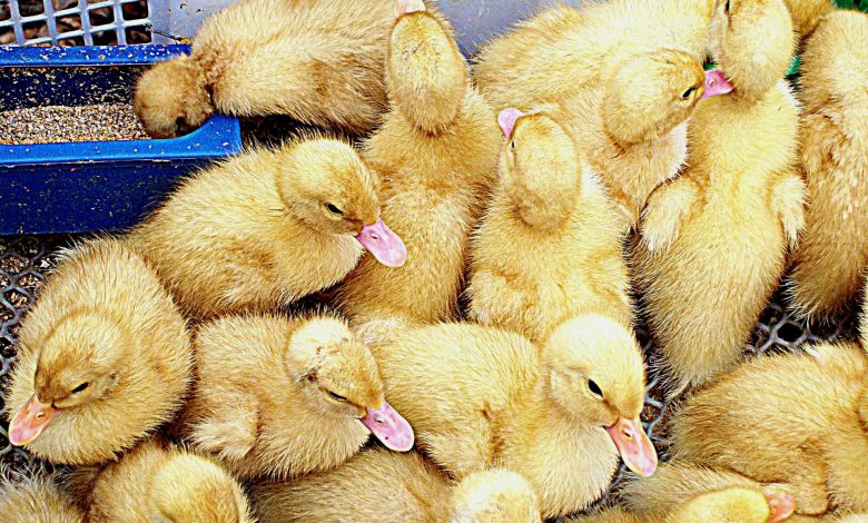 a whole lot of baby ducks