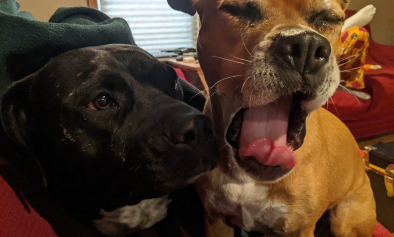 black dog next to a yawning brown dog