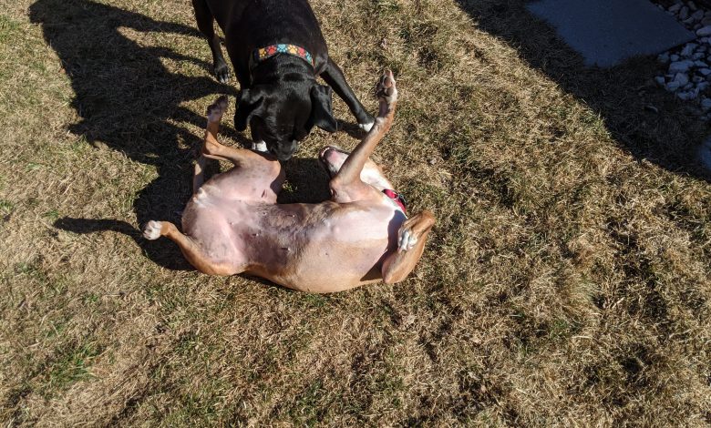 two dogs play wrestling