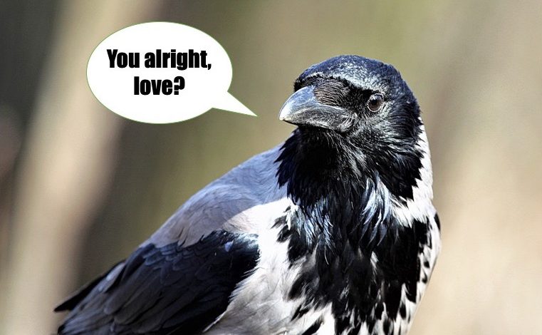 black and white crow with speech balloon that says "you alright love?"