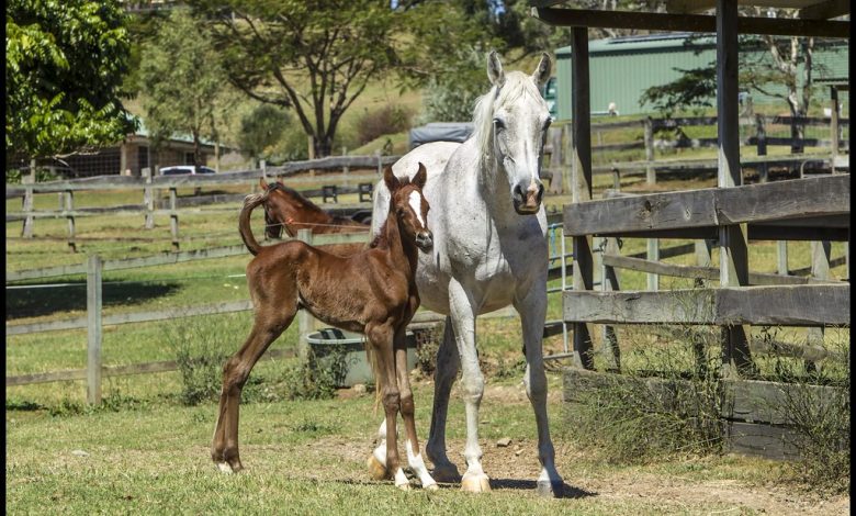brown foal and white mare standing together