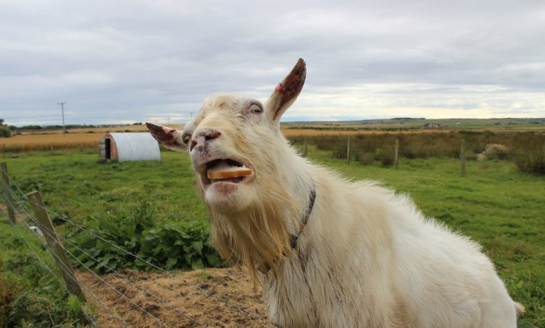 A goat amusingly chomping on a piece of bread